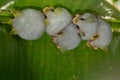 Honduran white bat Ectophylla alba Royalty Free Stock Photo