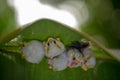 Honduran white bat Ectophylla alba Royalty Free Stock Photo