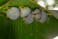 Honduran white bat Ectophylla alba Royalty Free Stock Photo