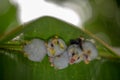 Honduran white bat Ectophylla alba Royalty Free Stock Photo