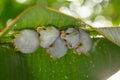 Honduran white bat Ectophylla alba Royalty Free Stock Photo