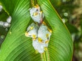 Honduran White Bat Royalty Free Stock Photo