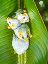 Honduran White Bat Royalty Free Stock Photo