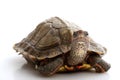 Honduran Wood Turtle Royalty Free Stock Photo