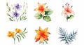 Honduras Flowers Watercolor Collection on Clean White Background .