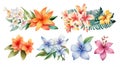 Honduras Flowers Watercolor Collection on Clean White Background .