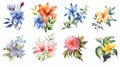 Honduras Flowers Watercolor Collection on Clean White Background .