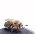 Honey bee Royalty Free Stock Photo