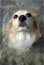 An honest dog listening carefully . Royalty Free Stock Photo
