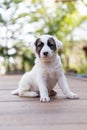 Honest dog, small cute puppy dog Royalty Free Stock Photo