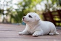 Honest dog, small cute puppy dog Royalty Free Stock Photo