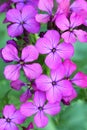 The honesty flower Lunaria annua