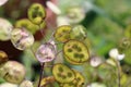 Honesty flower seed pods with seeds in close up