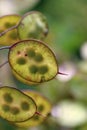 Honesty flower seed pods with seeds in close up