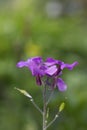 Honesty - Lunaria annua in flower Royalty Free Stock Photo