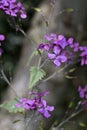 Honesty - Lunaria annua in flower Royalty Free Stock Photo