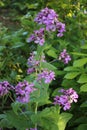 Honesty, lunaria annua, plant in flower Royalty Free Stock Photo