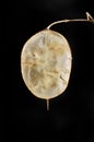 Honesty seed pod