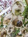 Honesty Seed Pods