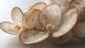Honesty Seed Pods, Close-Up on White An Abstract Study of Texture and Delicate Detail Royalty Free Stock Photo