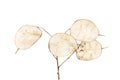 Honesty seed pods Royalty Free Stock Photo