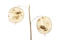 Honesty seed pods Royalty Free Stock Photo