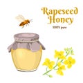 Rapeseed honey in glass jar isolated on white background.Vector illustration of sweet honey, flowering canola branch and bee Royalty Free Stock Photo