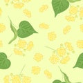 Branches of blossoming linden on  yellow background. Seamless pattern with tilia flowers and green leaves. Vector illustration Royalty Free Stock Photo