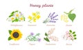 Honey plants set. Acacia, Sunflower, Buckwheat, Linden, Thyme, Lavender, Rapeseed and Wildflowers isolated on white background.