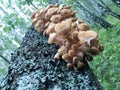 Honey agaric on a birch