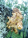 Honey agaric on a birch