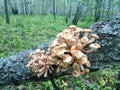 Honey agaric on a birch