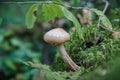 Honey agaric in the forest, close-up Royalty Free Stock Photo