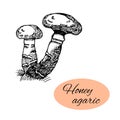 Honey Agaric Ink Drawing