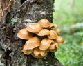 Honey agaric (Kuehneromyces mutabilis) Royalty Free Stock Photo