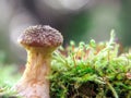 Honey agaric mushroo Armillaria gallica on mossy stump Royalty Free Stock Photo