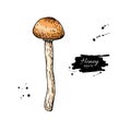 Honey agaric mushroom hand drawn vector illustration. Sketch food drawing