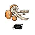 Honey agaric mushroom hand drawn vector illustration. Sketch food drawing