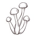 Honey agaric mushroom logo in line art style. Vector illustration isolated on a white background. Armillaria Mellea.