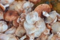 Honey Agaric mushrooms background. Close-up of mushrooms Armillaria