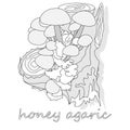 Honey Agaric mushrooms. Group of wild mushrooms Armillaria.