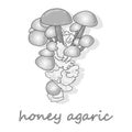 Honey Agaric mushrooms. Group of wild mushrooms Armillaria.