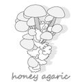 Honey Agaric mushrooms. Group of wild mushrooms Armillaria.