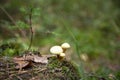 Honey Agaric mushrooms grow on a tree in autumn forest. Group of wild mushrooms Armillaria Royalty Free Stock Photo