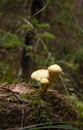 Honey Agaric mushrooms grow on a tree in autumn forest. Group of wild mushrooms Armillaria Royalty Free Stock Photo