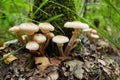 Honey agaric mushrooms in the forest. Close up view Royalty Free Stock Photo