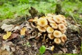 Honey agaric mushrooms in the forest. Close up view Royalty Free Stock Photo