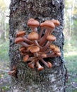 Honey agaric mushrooms grow on a tree in the forest. Edible agaric forest Armillaria mellea