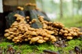 Honey Agaric mushrooms growing on a tree in autumn forest