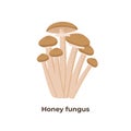 Honey agaric mushrooms isolated on white background, vector illustration in flat design.